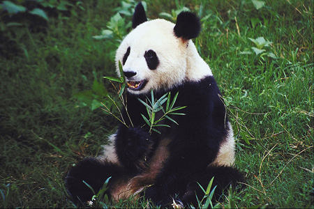 photo dans petit panda trop chou qui mange du bambou