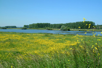 champ de fleur vert et jaune