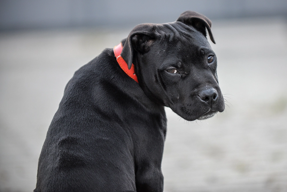 Chien dangereux
