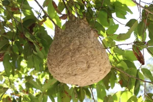 nid frelons asiatiques